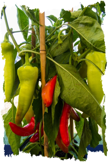 чили chillies